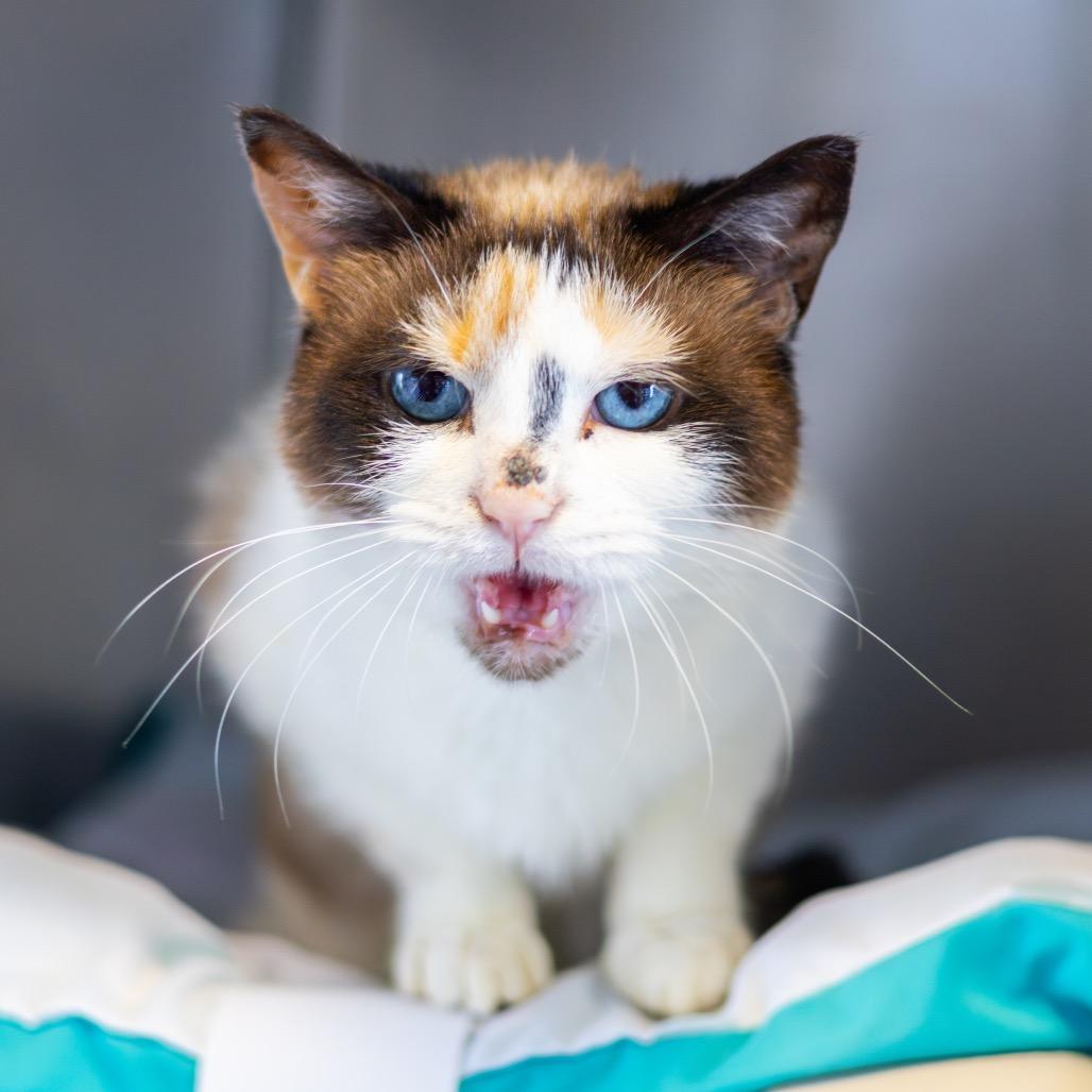 Lucy, a Adoptable Domestic Short Hair in Wilmington, DE image 2/4