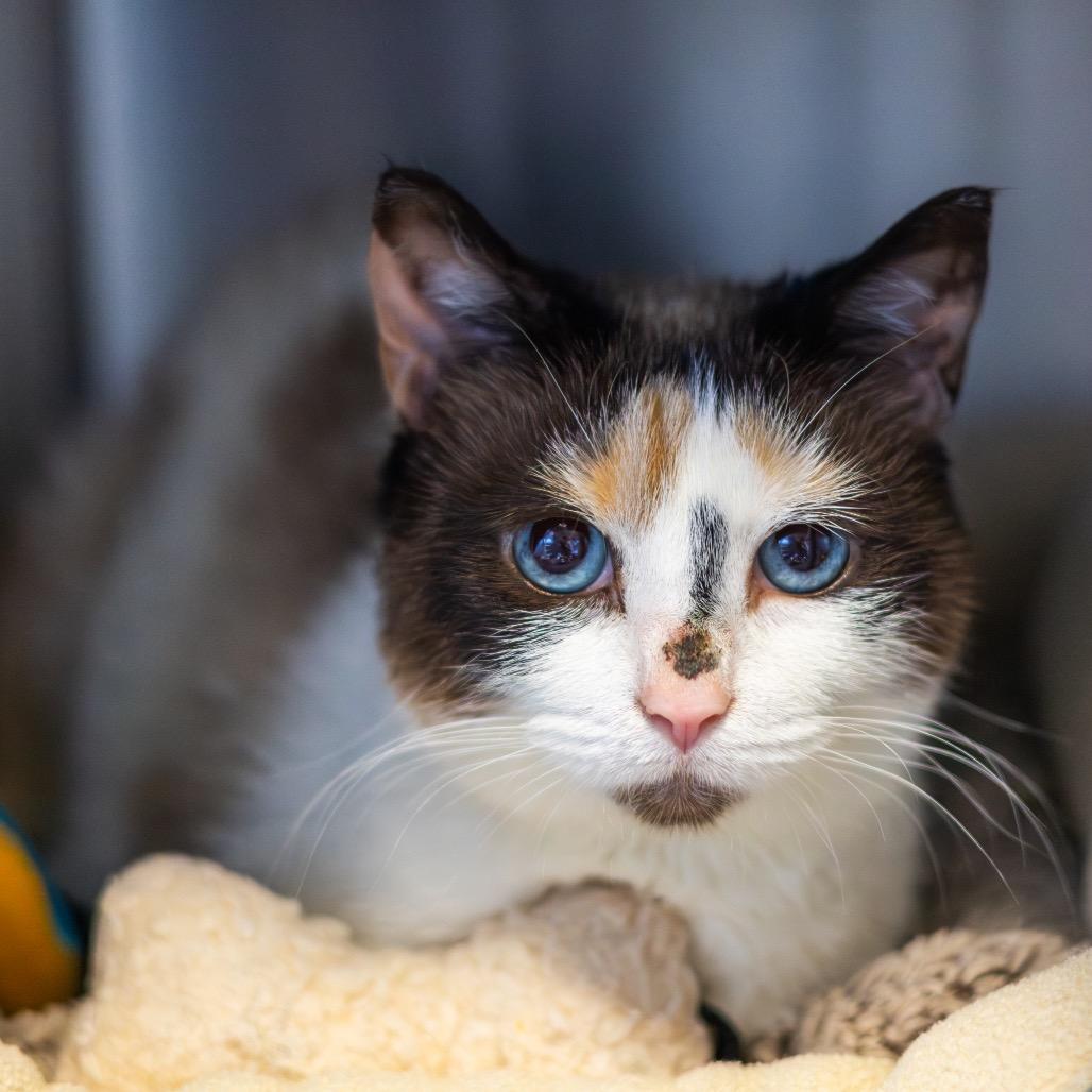 Lucy, a Adoptable Domestic Short Hair in Wilmington, DE image 3/4