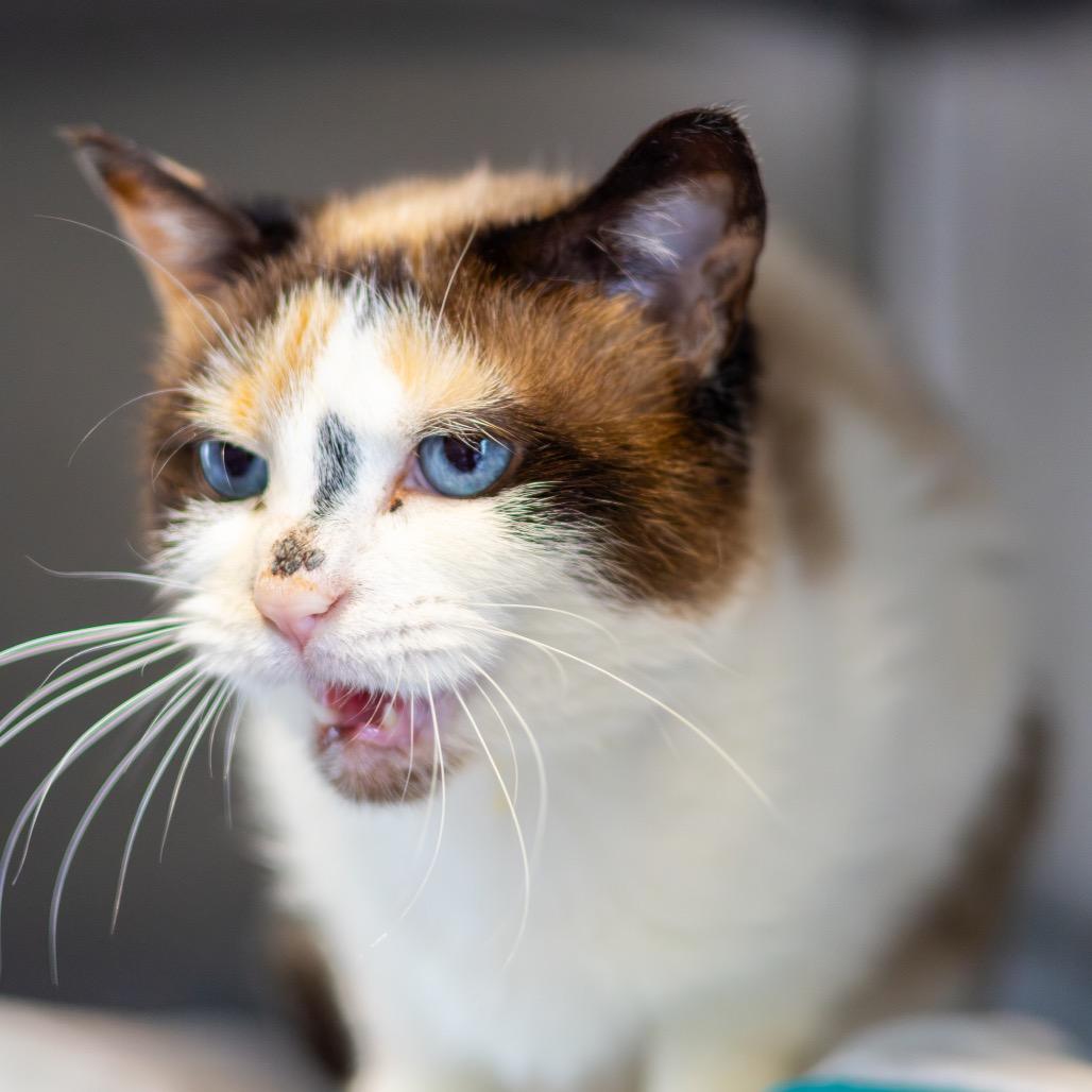 Lucy, a Adoptable Domestic Short Hair in Wilmington, DE image 4/4