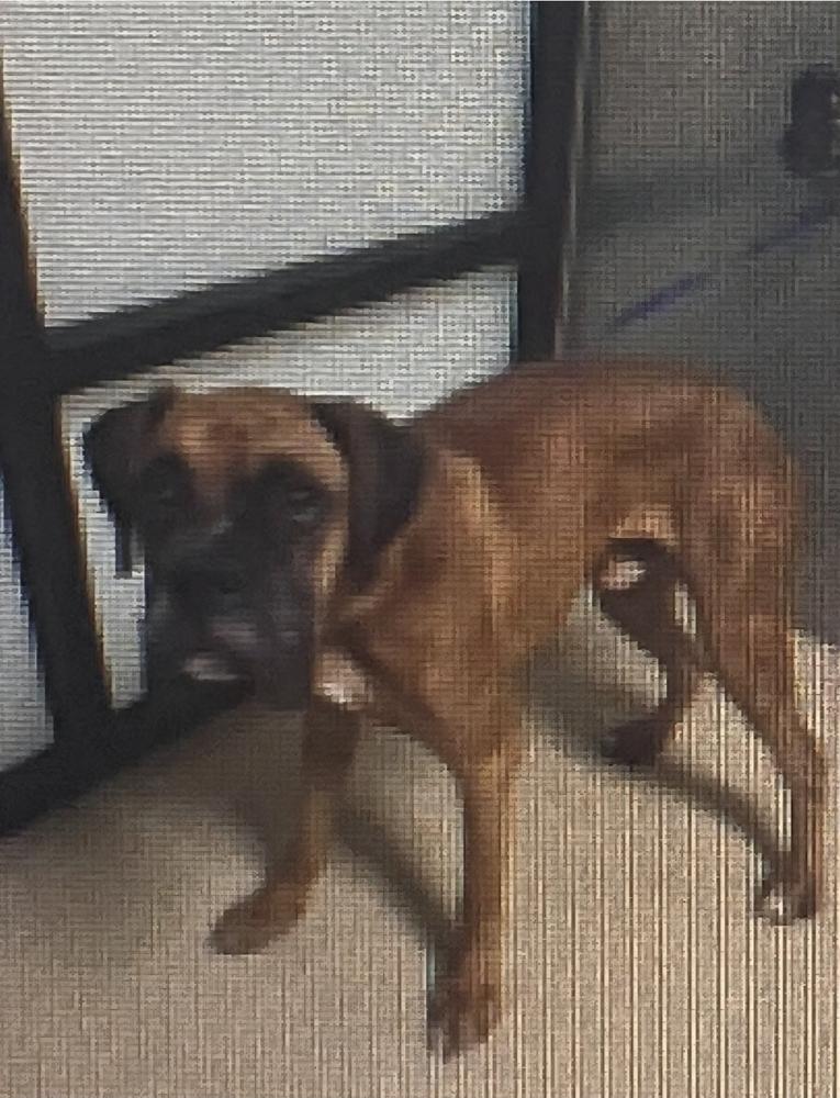 Gojo, Adoptable, Adult Male Boxer.