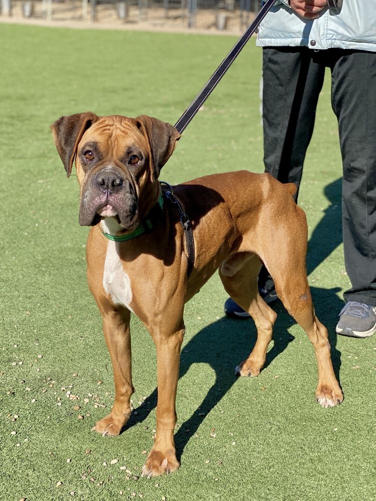 Enlarge Gojo, a Adoptable Boxer in Hewitt, TX image 2/3
