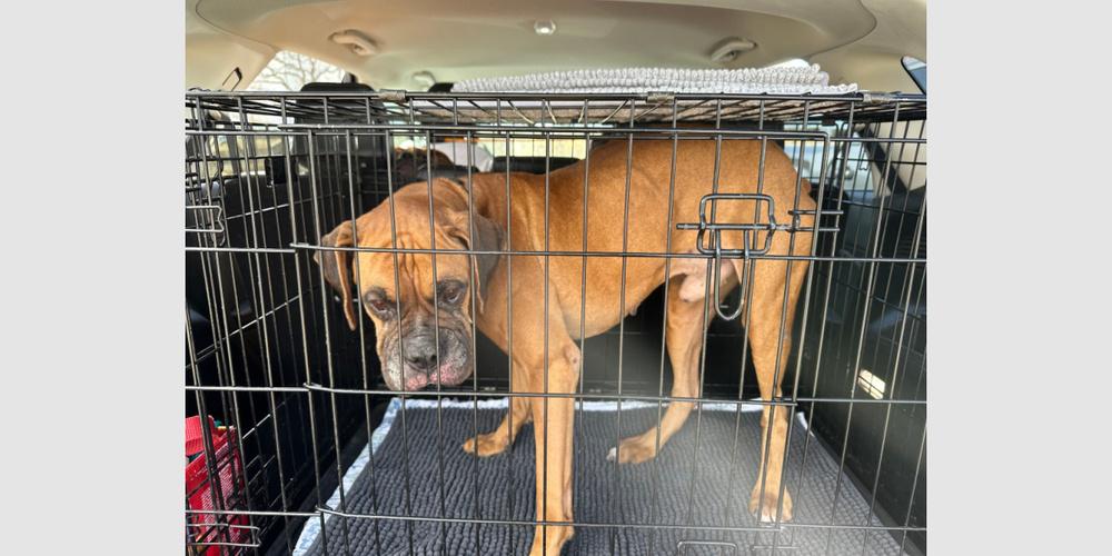 Enlarge Gojo, a Adoptable Boxer in Hewitt, TX image 3/3