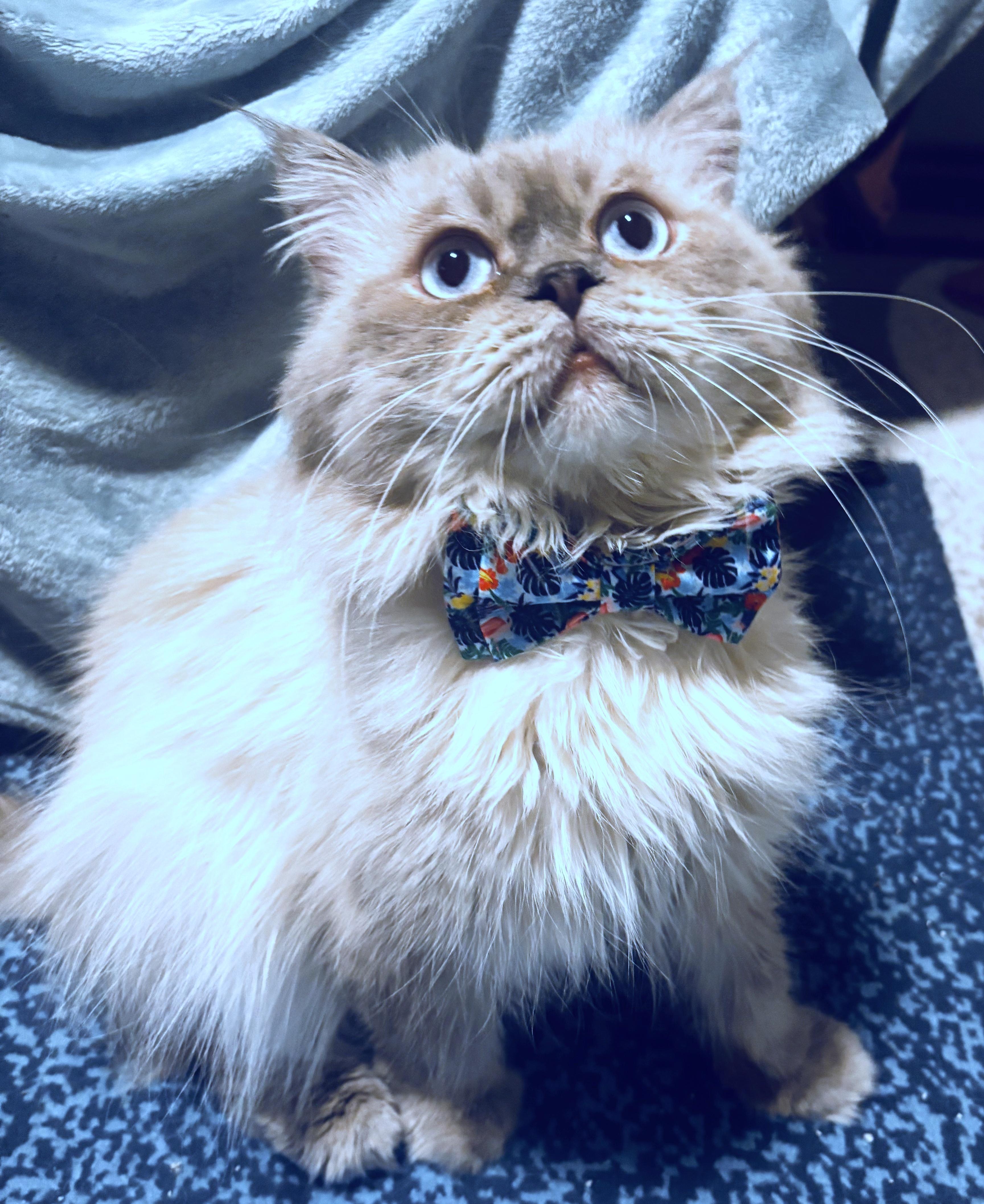 Enlarge Felix, a ADOPTABLE mixed breed in Converse, TX image 3/5