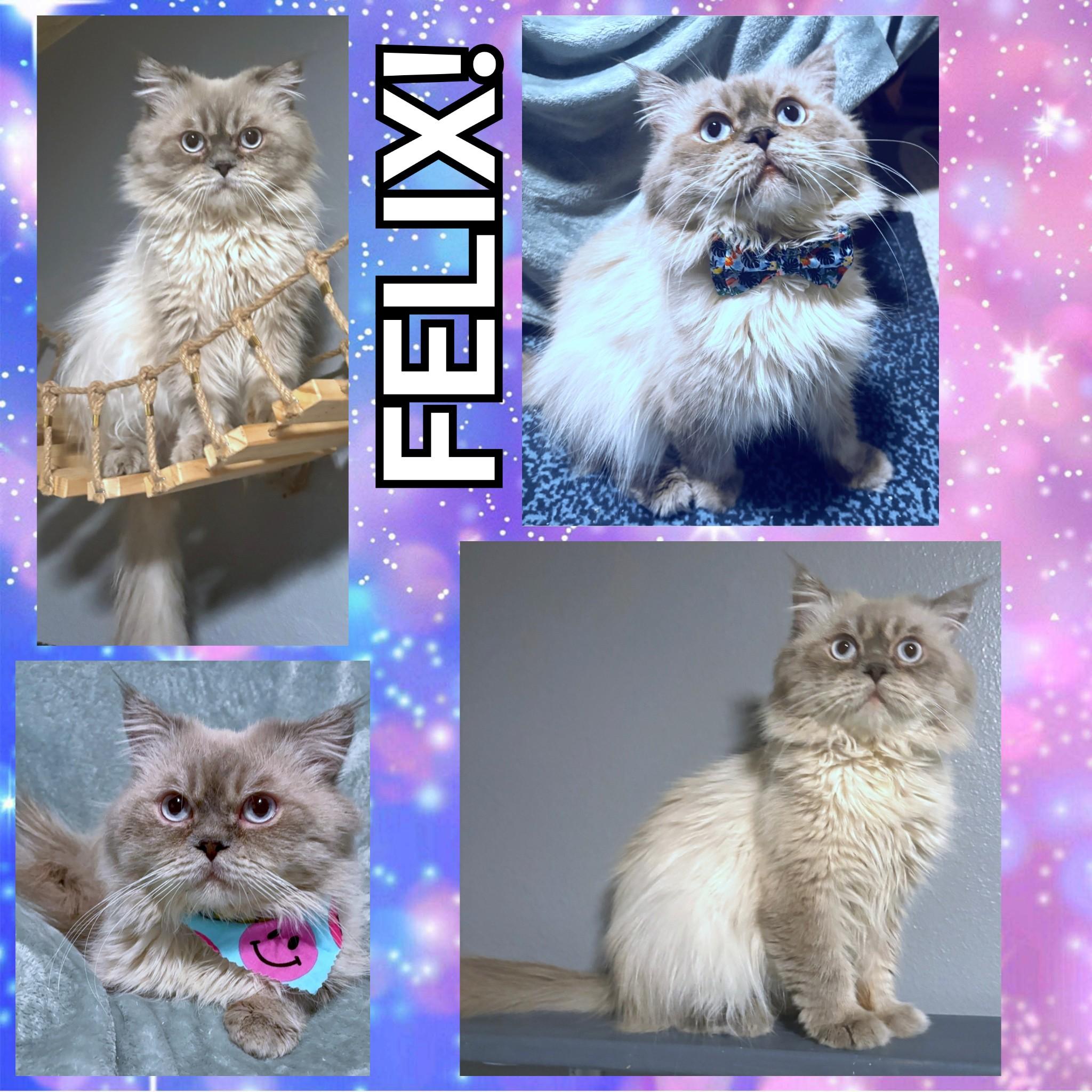 Enlarge Felix, a ADOPTABLE mixed breed in Converse, TX image 5/5