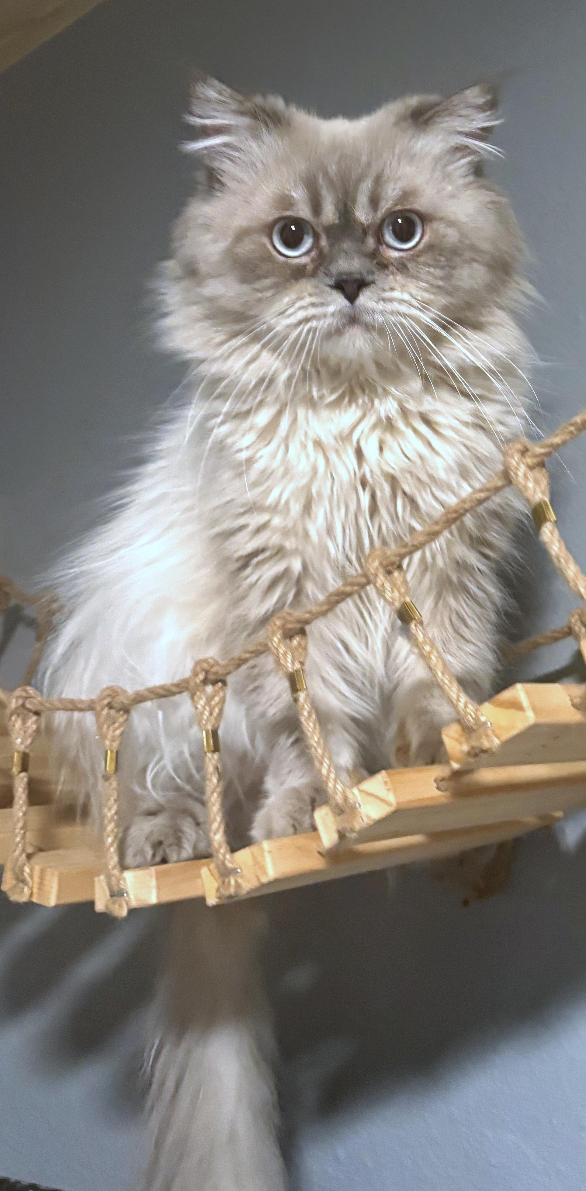 Enlarge Felix, a ADOPTABLE mixed breed in Converse, TX image 2/5