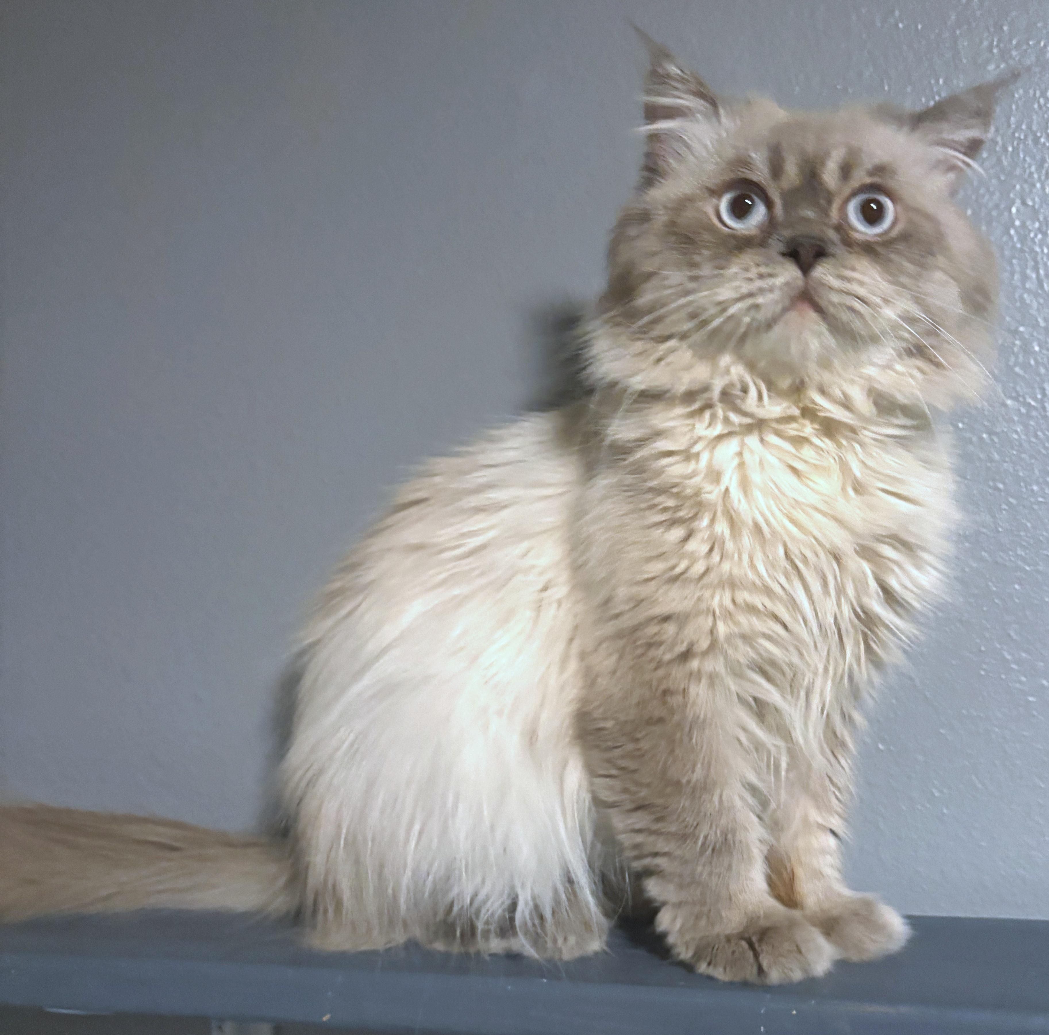 Enlarge Felix, a ADOPTABLE mixed breed in Converse, TX image 4/5