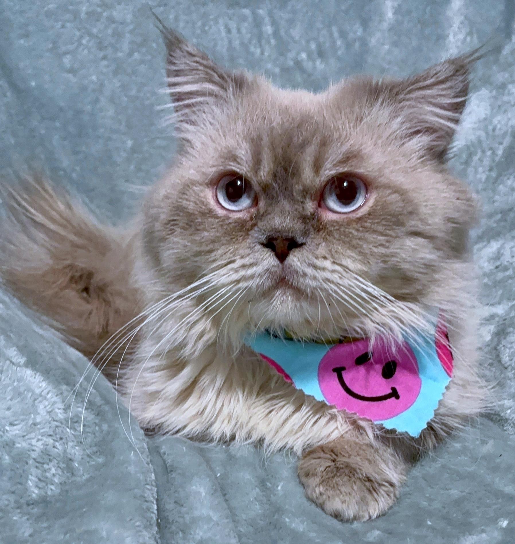 Felix, ADOPTABLE, Young Male Himalayan & Persian.