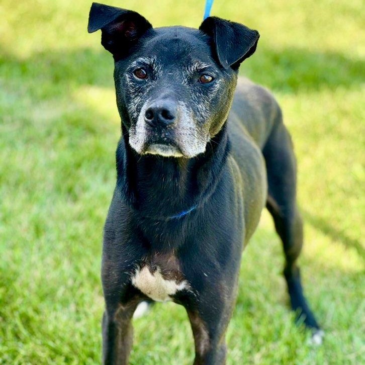 Doug, Adoptable, Senior Male Black Labrador Retriever.