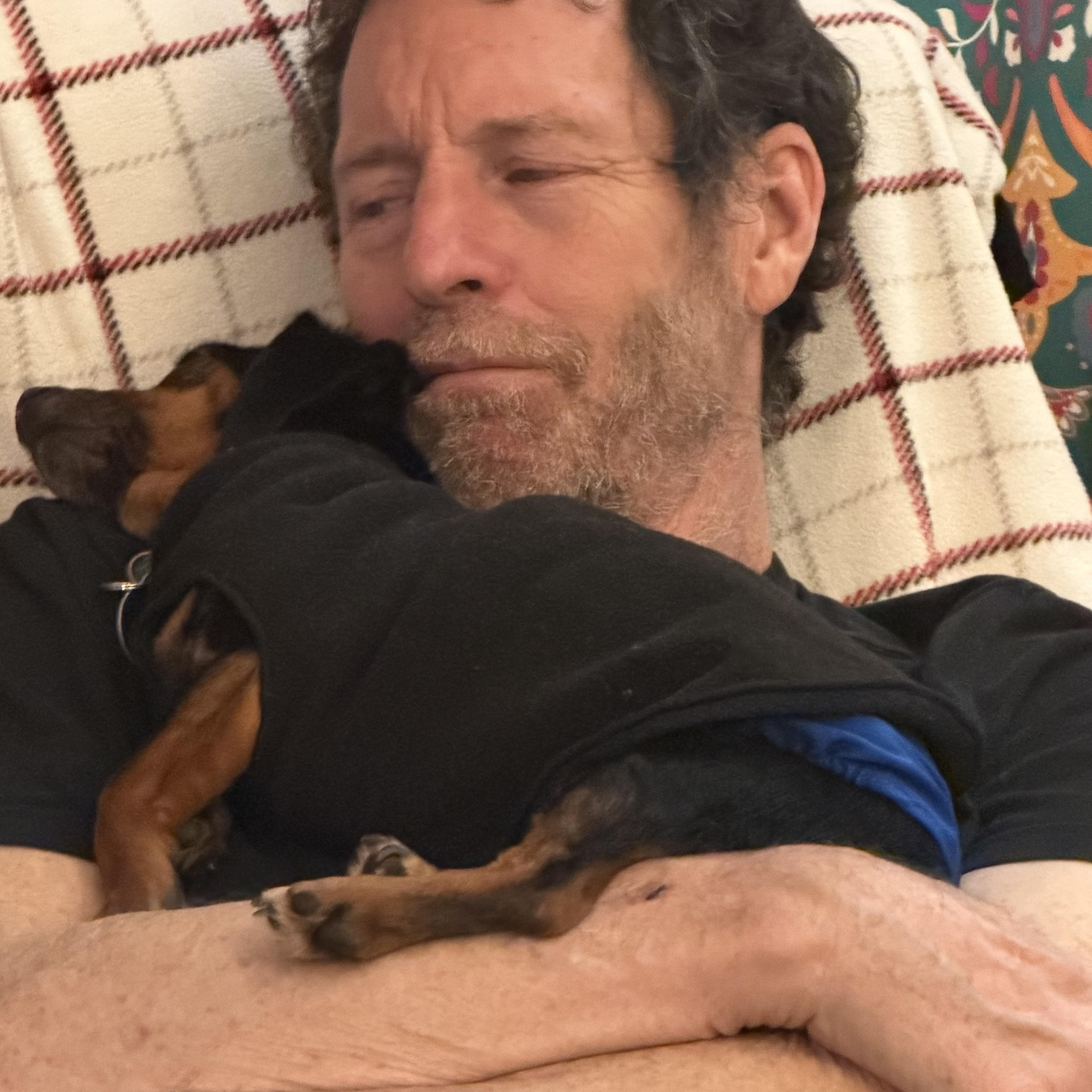 Enlarge Arfie: adorable Miniature Dachshund  boy with a loving and spunky personality, a ADOPTABLE mixed breed in Eugene, OR image 3/6