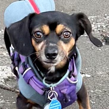 Enlarge Arfie: adorable Miniature Dachshund  boy with a loving and spunky personality, a ADOPTABLE mixed breed in Cascadia, OR image 1/6