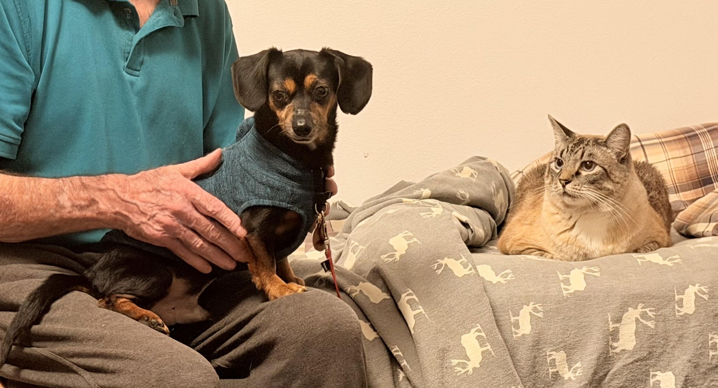Enlarge Arfie: adorable Miniature Dachshund  boy with a loving and spunky personality, a ADOPTABLE mixed breed in Cascadia, OR image 5/6