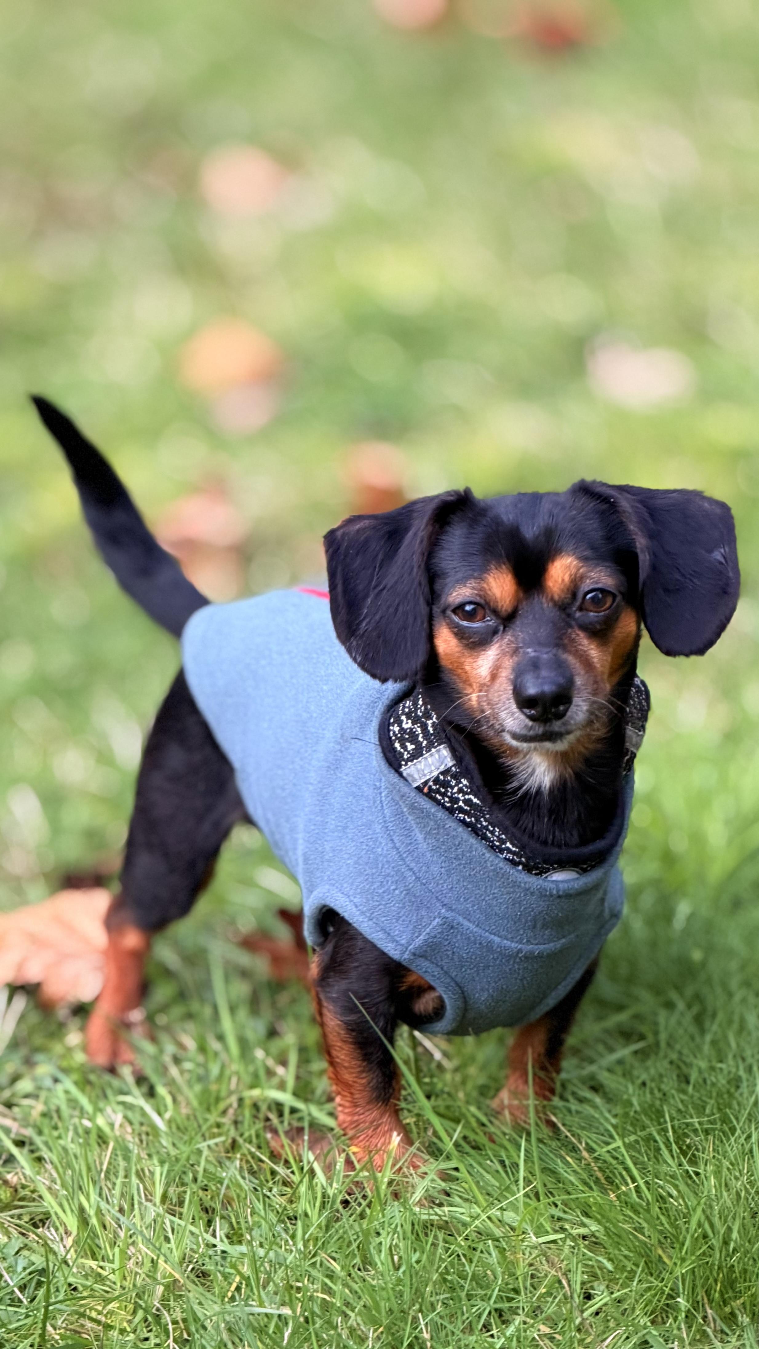 Arfie: adorable Miniature Dachshund  boy with a loving and spunky personality, ADOPTABLE, Young Male Miniature Dachshund & Chihuahua.