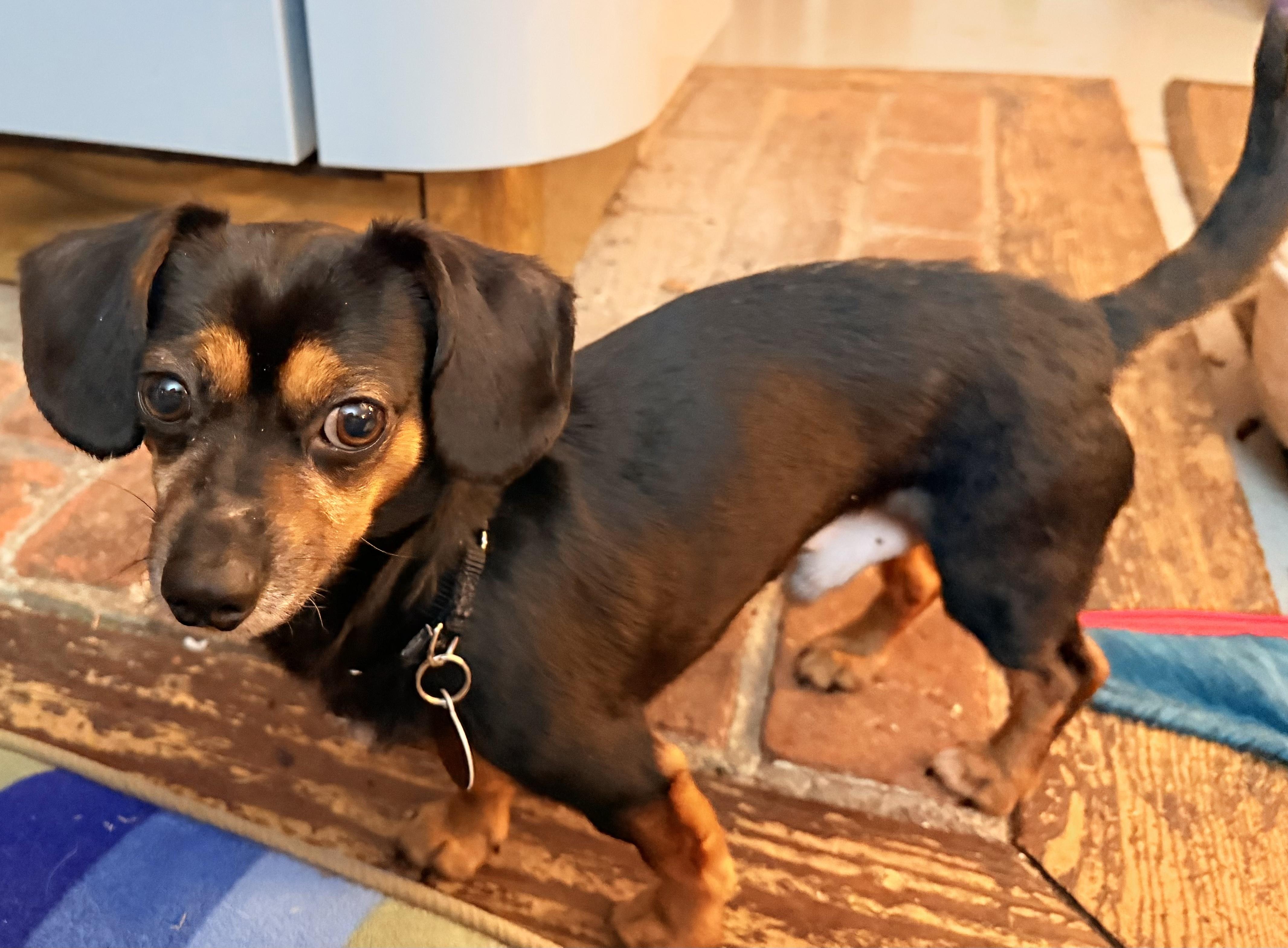 Enlarge Arfie: adorable Miniature Dachshund  boy with a loving and spunky personality, a ADOPTABLE mixed breed in Cascadia, OR image 3/6
