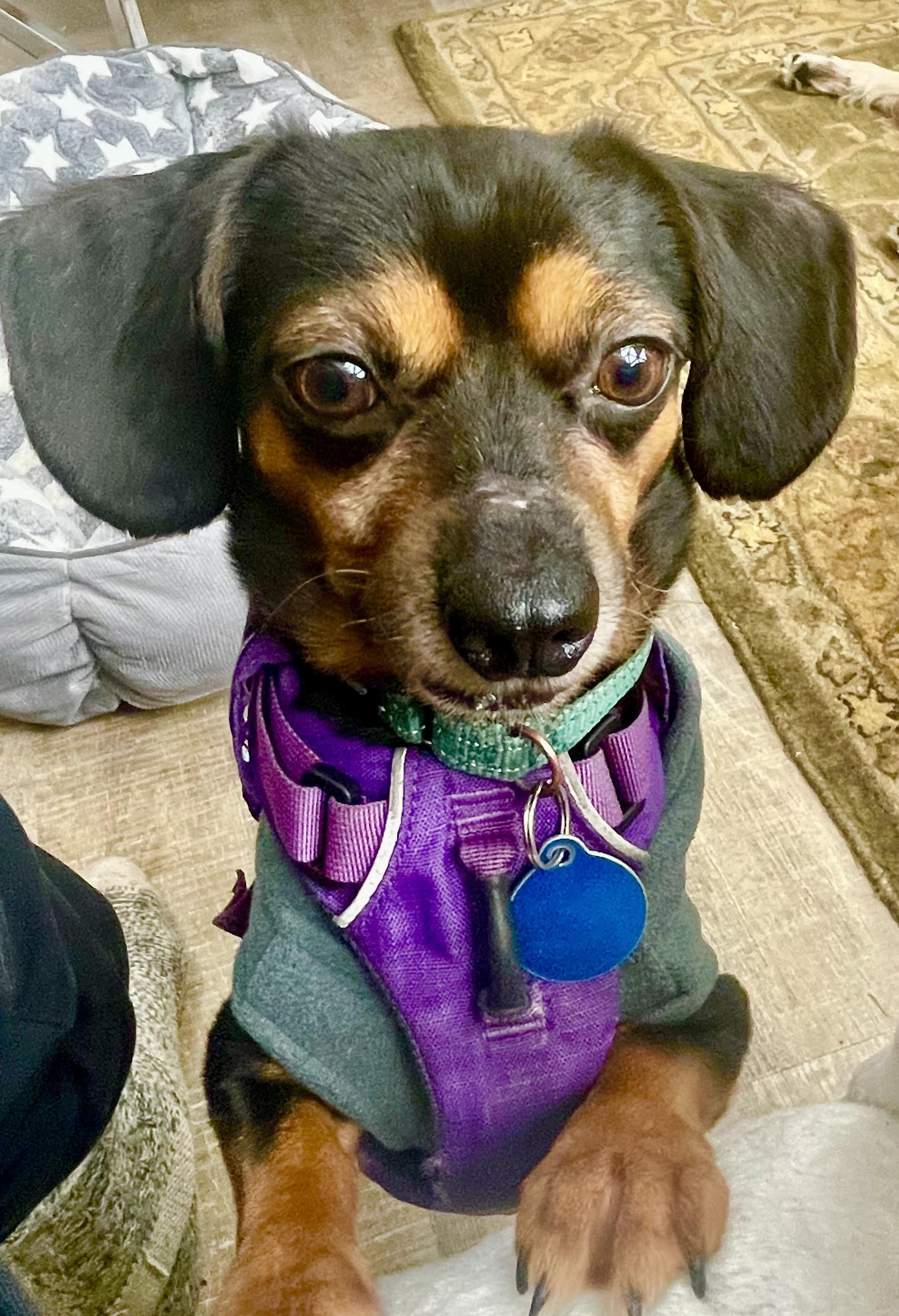 Enlarge Arfie: adorable Miniature Dachshund  boy with a loving and spunky personality, a ADOPTABLE mixed breed in Portland, OR image 2/5