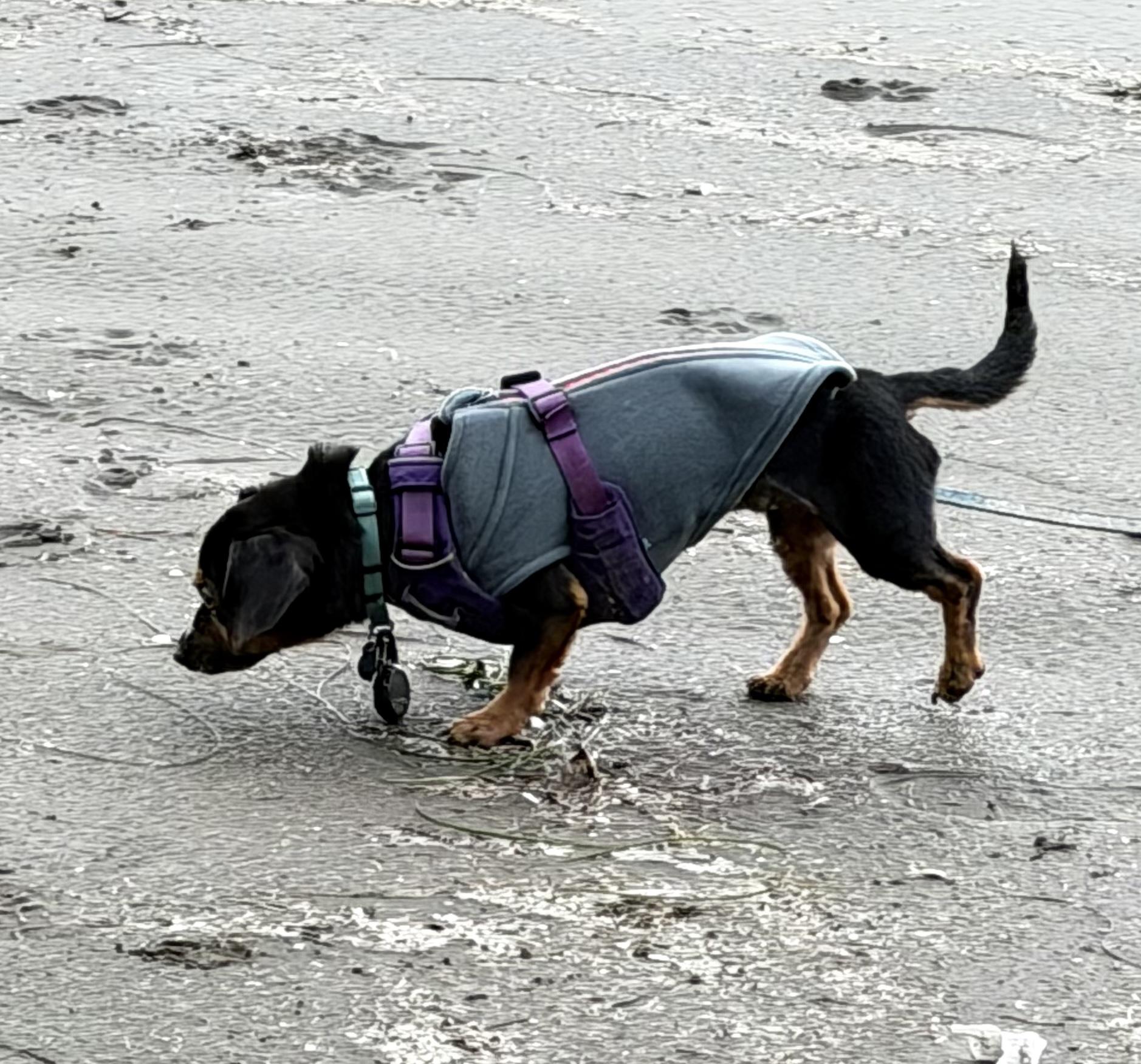 Arfie, a ADOPTABLE mixed breed in Cascadia, OR image 3/5