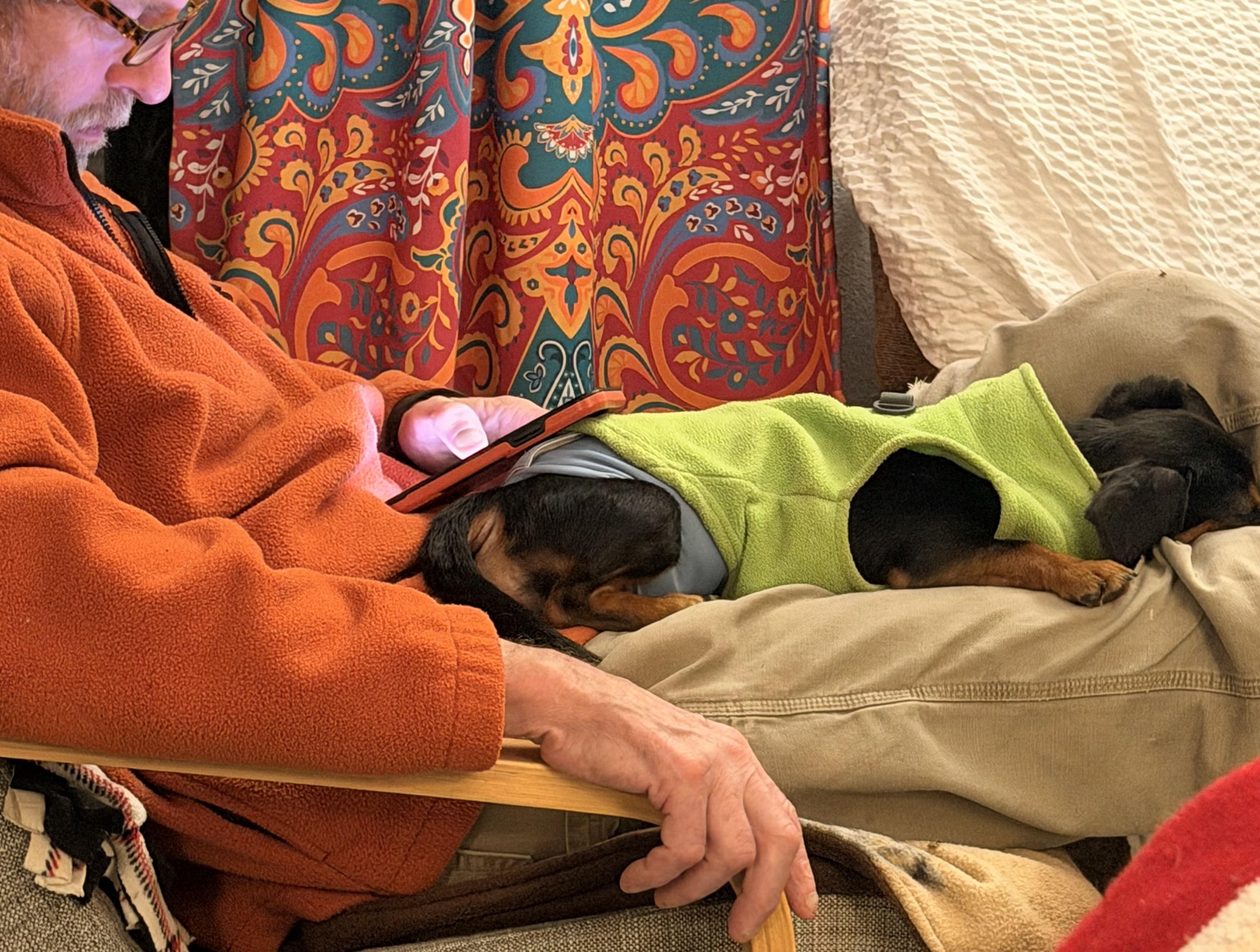 Arfie, a ADOPTABLE mixed breed in Cascadia, OR image 4/5