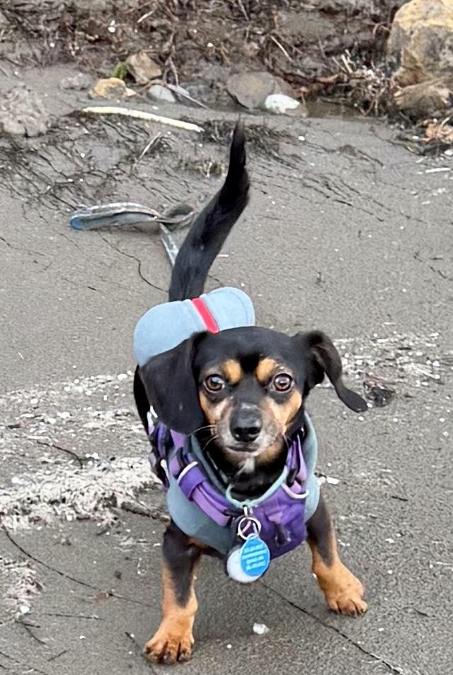 Arfie, a ADOPTABLE mixed breed in Cascadia, OR image 2/5