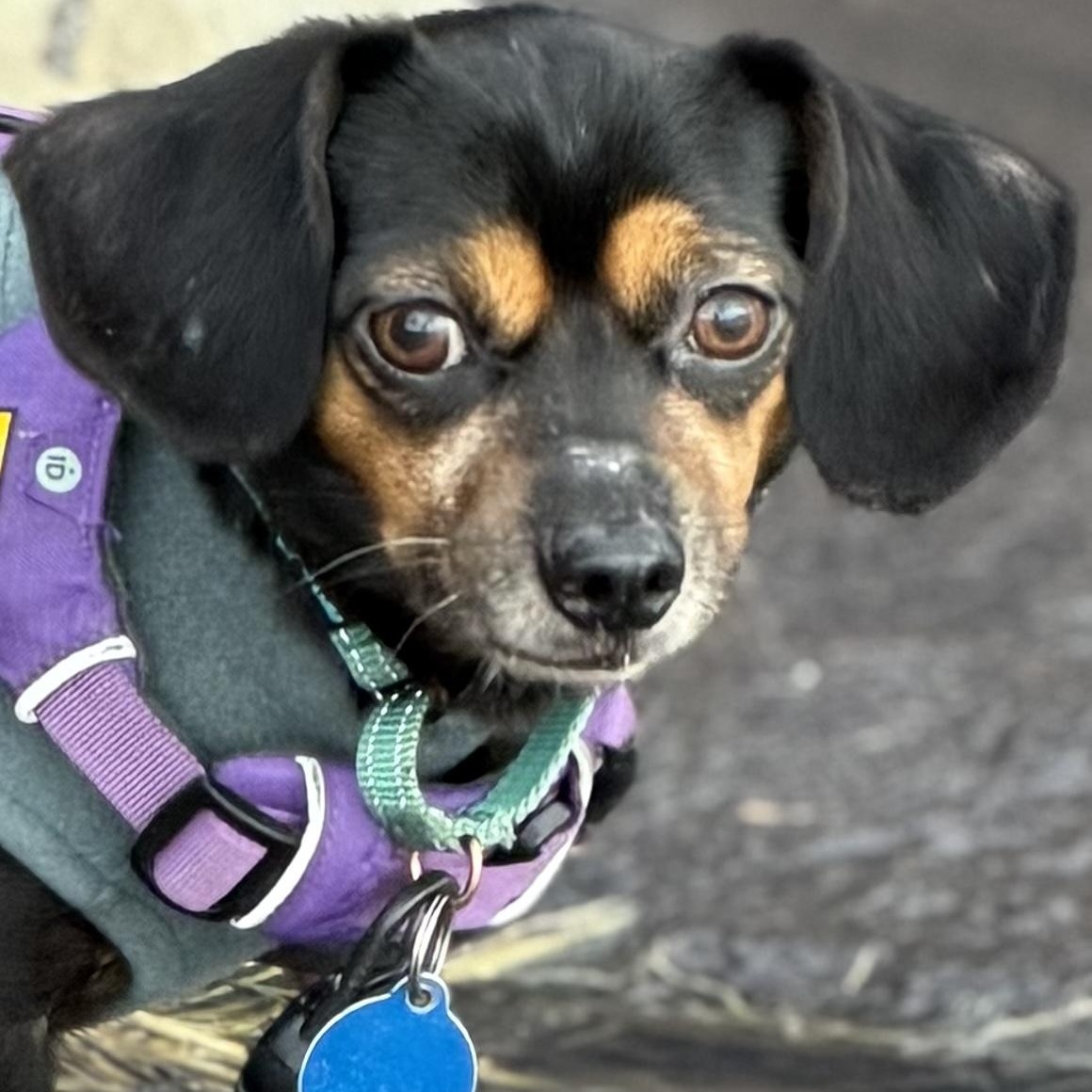 Arfie, ADOPTABLE, Young Male Miniature Dachshund.