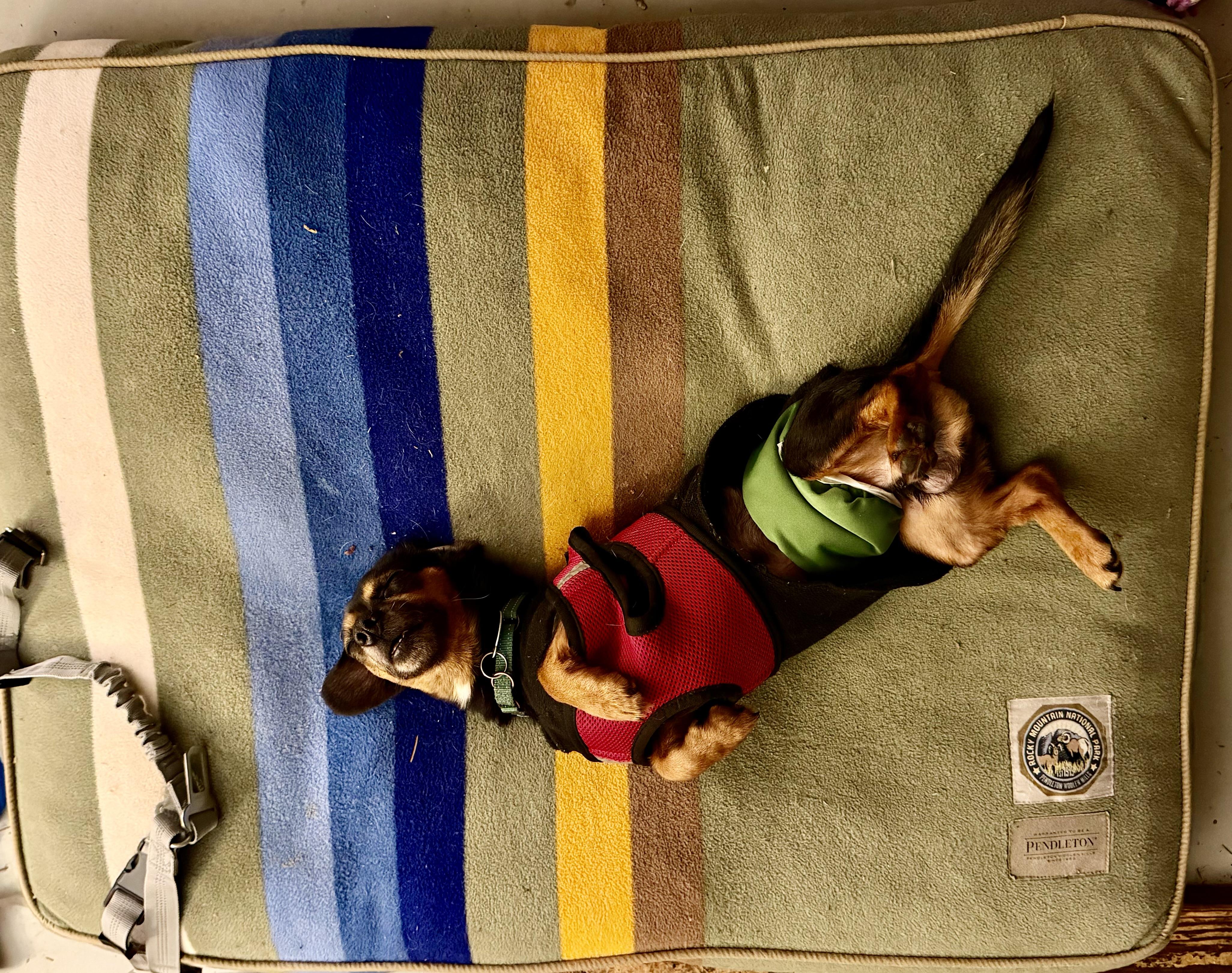 Enlarge Arfie: adorable Miniature Dachshund  boy with a loving and spunky personality, a ADOPTABLE mixed breed in Eugene, OR image 6/6