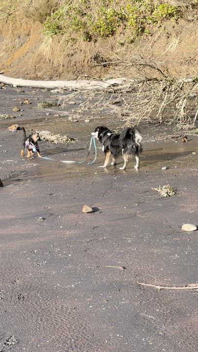 Enlarge Arfie, a ADOPTABLE mixed breed in Cascadia, OR video 5/5