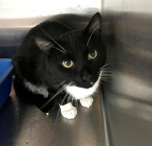 SIMONE, Adoptable, Young Male Domestic Short Hair.