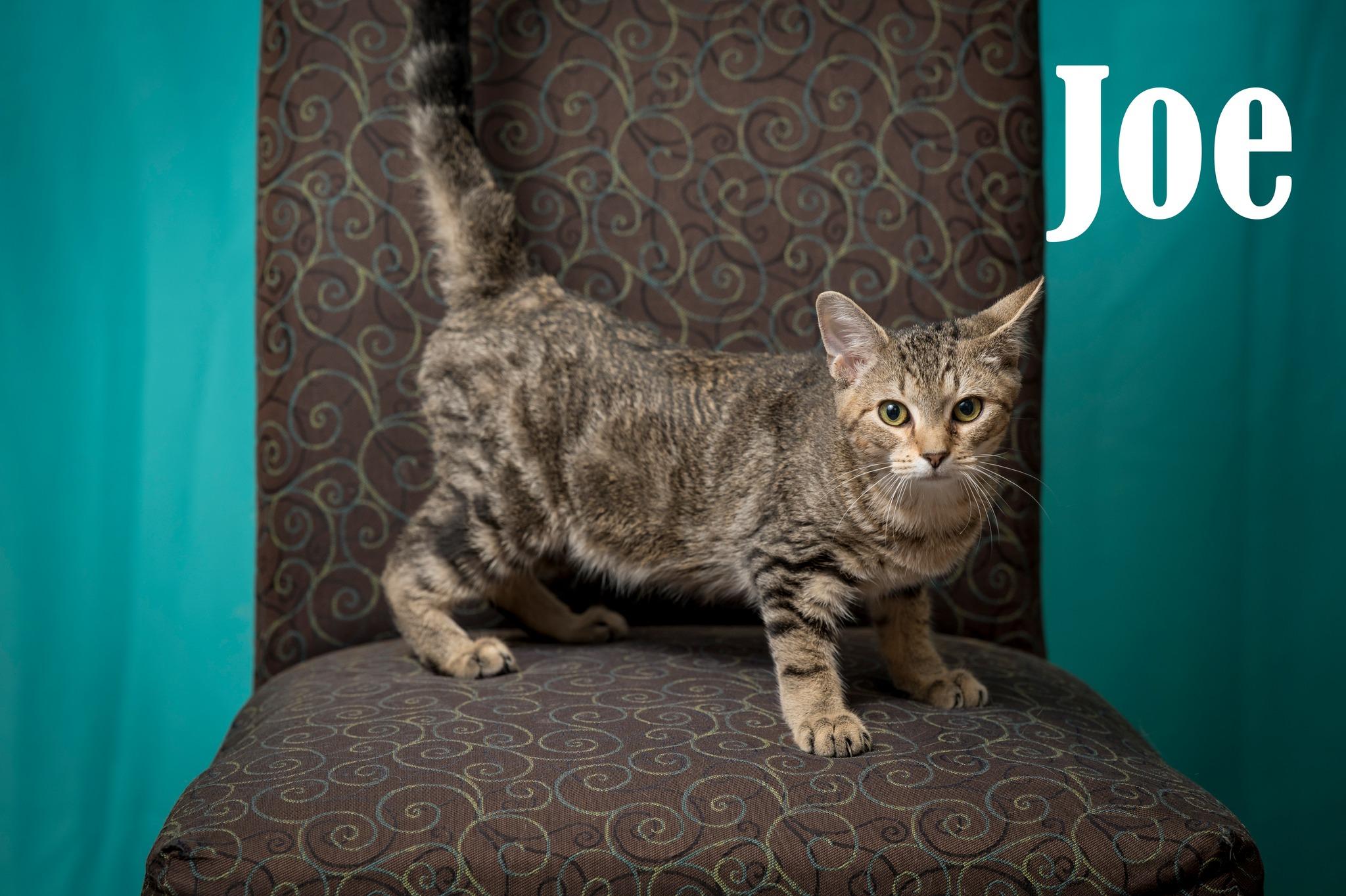 Enlarge Joe, a Adoptable Domestic Short Hair in North Myrtle Beach, SC image 3/6