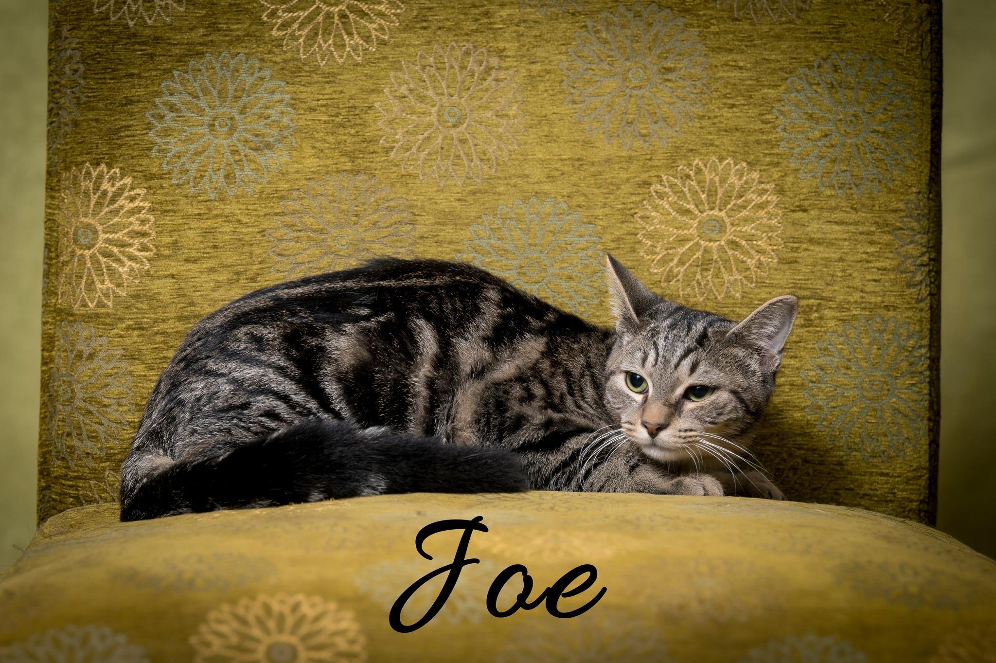 Joe, Adoptable, Young Male Domestic Short Hair.
