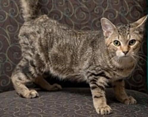 Enlarge Joe, a Adoptable Domestic Short Hair in North Myrtle Beach, SC image 2/6