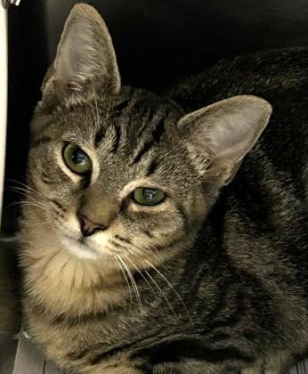 Enlarge Joe, a Adoptable Domestic Short Hair in North Myrtle Beach, SC image 4/6