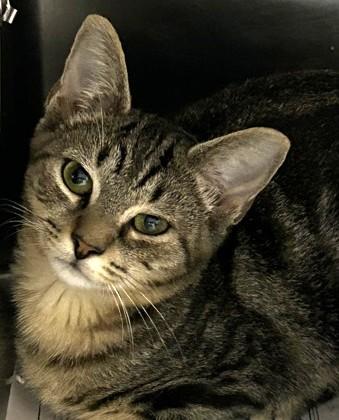 Enlarge Joe, a Adoptable Domestic Short Hair in North Myrtle Beach, SC image 5/6