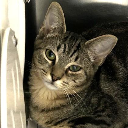 Enlarge Joe, a Adoptable Domestic Short Hair in North Myrtle Beach, SC image 6/6