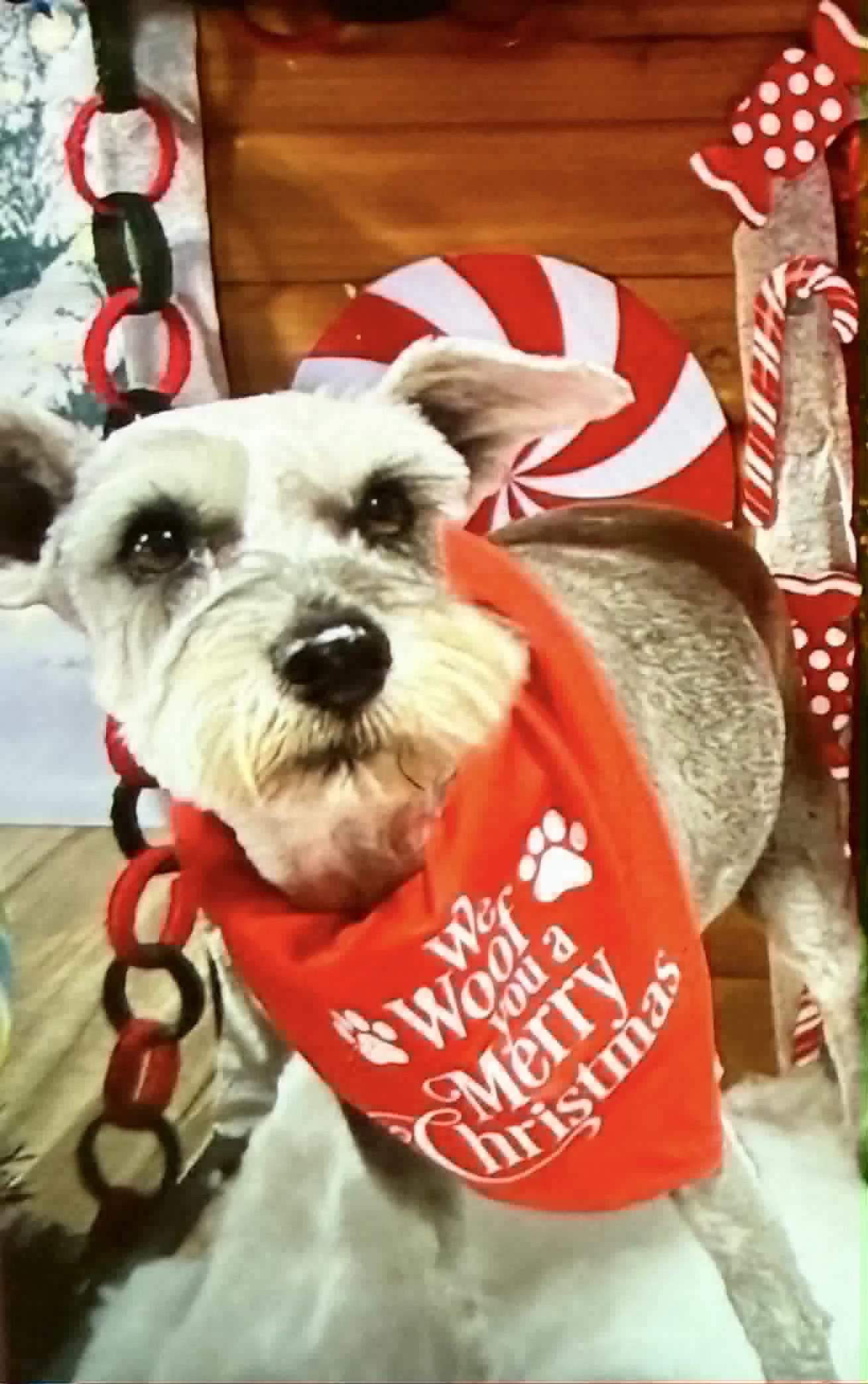 Annabel, a Adoptable Miniature Schnauzer in Broken Arrow, OK image 1/3