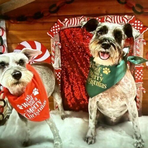 Annabel, a Adoptable Miniature Schnauzer in Broken Arrow, OK image 2/3