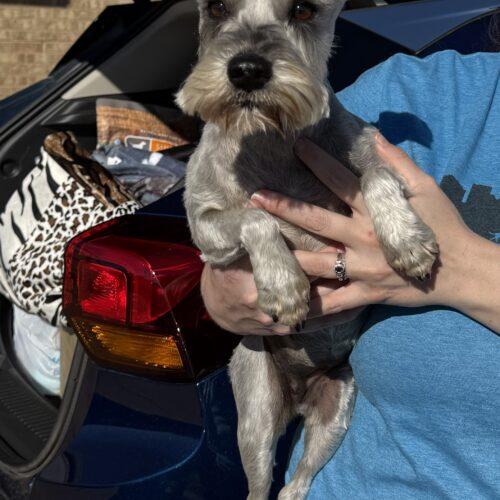 Annabel, a Adoptable Miniature Schnauzer in Broken Arrow, OK image 3/3