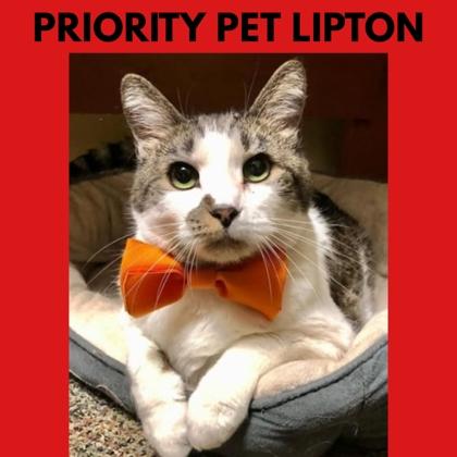 Lipton `A Priority Pet`, a Adoptable Domestic Short Hair in Columbia, SC image 1/3