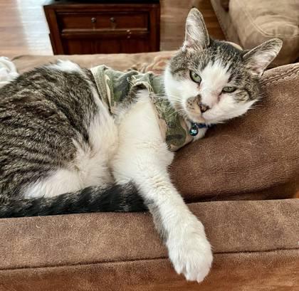 Lipton `A Priority Pet`, a Adoptable Domestic Short Hair in Columbia, SC image 1/3