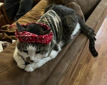 Lipton `A Priority Pet`, a Adoptable Domestic Short Hair in Columbia, SC image 2/3