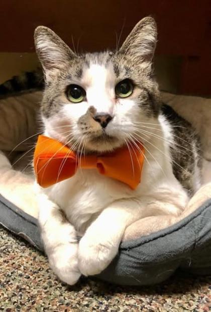 Lipton `A Priority Pet`, a Adoptable Domestic Short Hair in Columbia, SC image 3/3