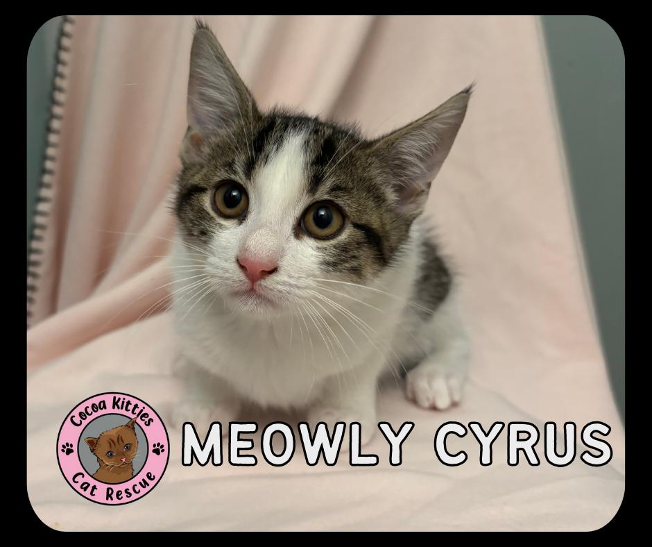 Enlarge Meowly Cyrus, a Adopted mixed breed in Hershey, PA image 1/1