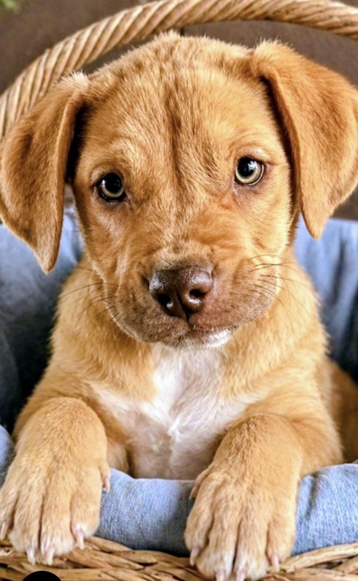 Enlarge Wrigley, an adopted mixed breed in Hamilton , NJ image 1/1