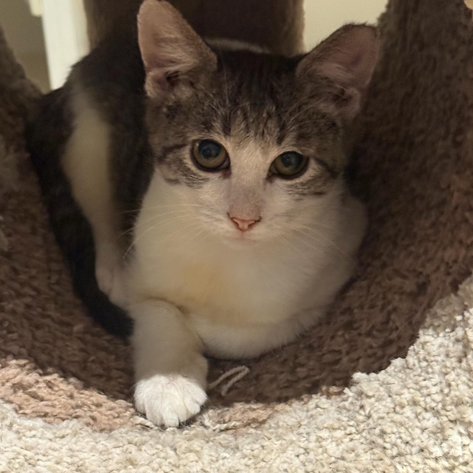 Lilly & Rose BONDED, Adoptable, Kitten Female Domestic Short Hair.