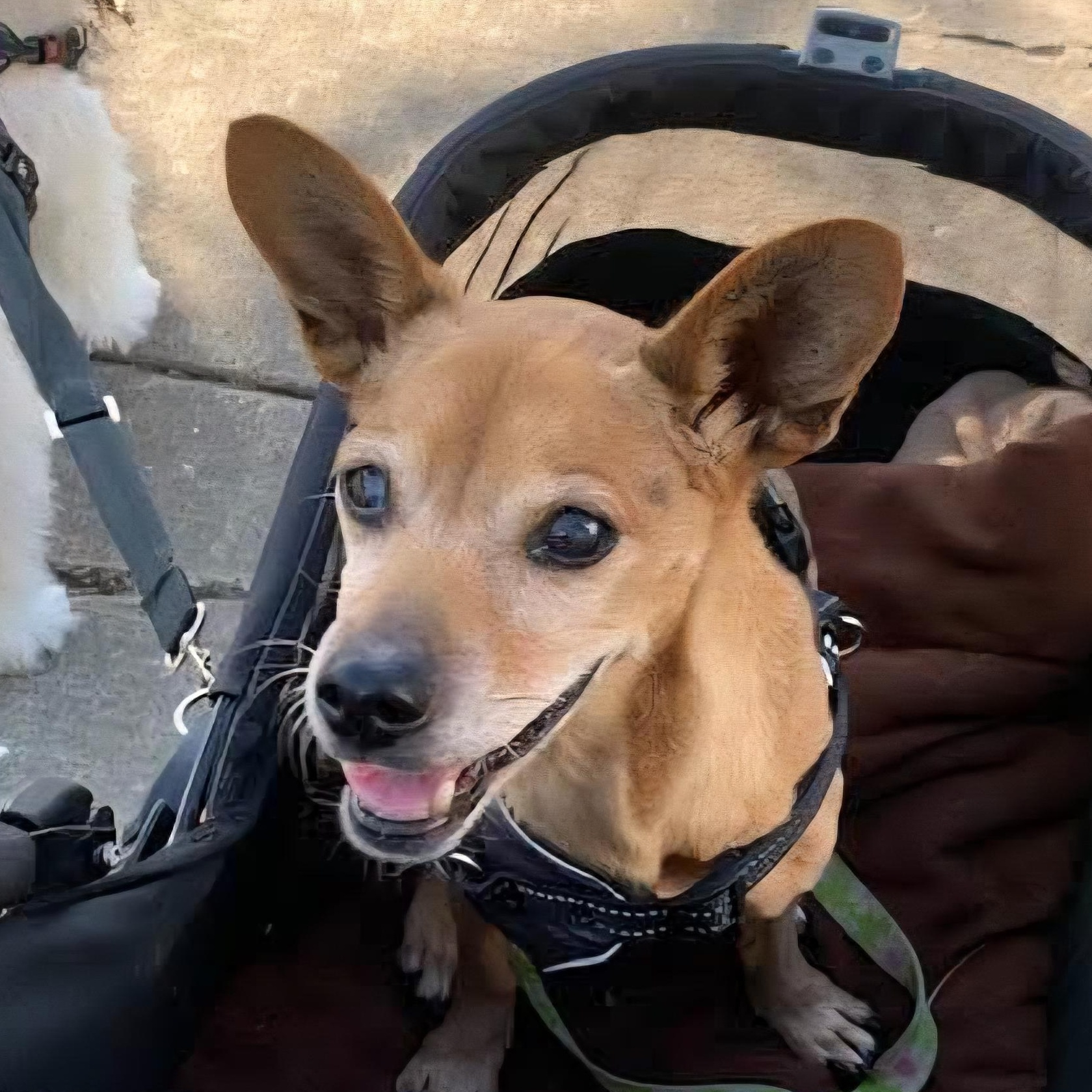 Dorothy, Adoptable, Senior Female Dachshund & Chihuahua.