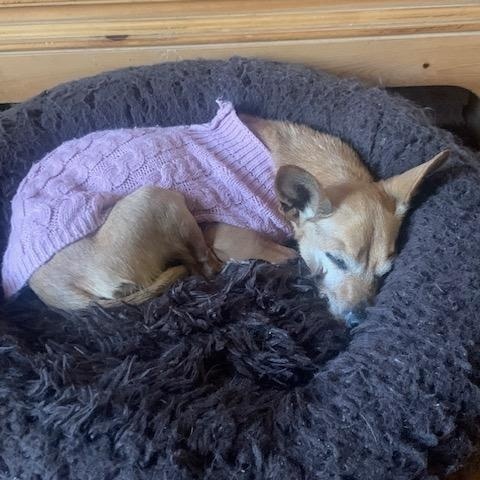 Dorothy, a Adoptable mixed breed in Normal, IL image 3/4