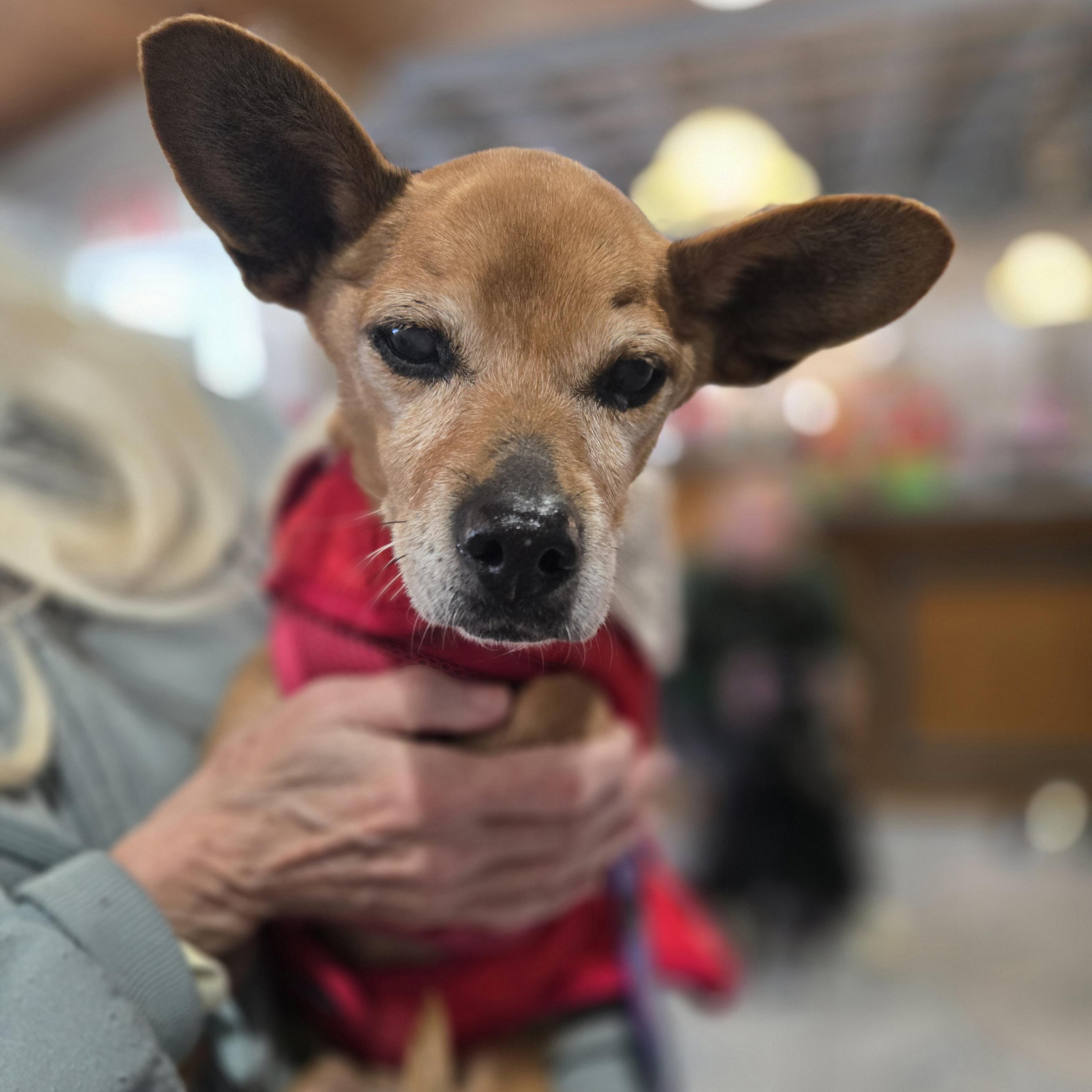 Dorothy, a Adoptable mixed breed in Normal, IL image 6/6