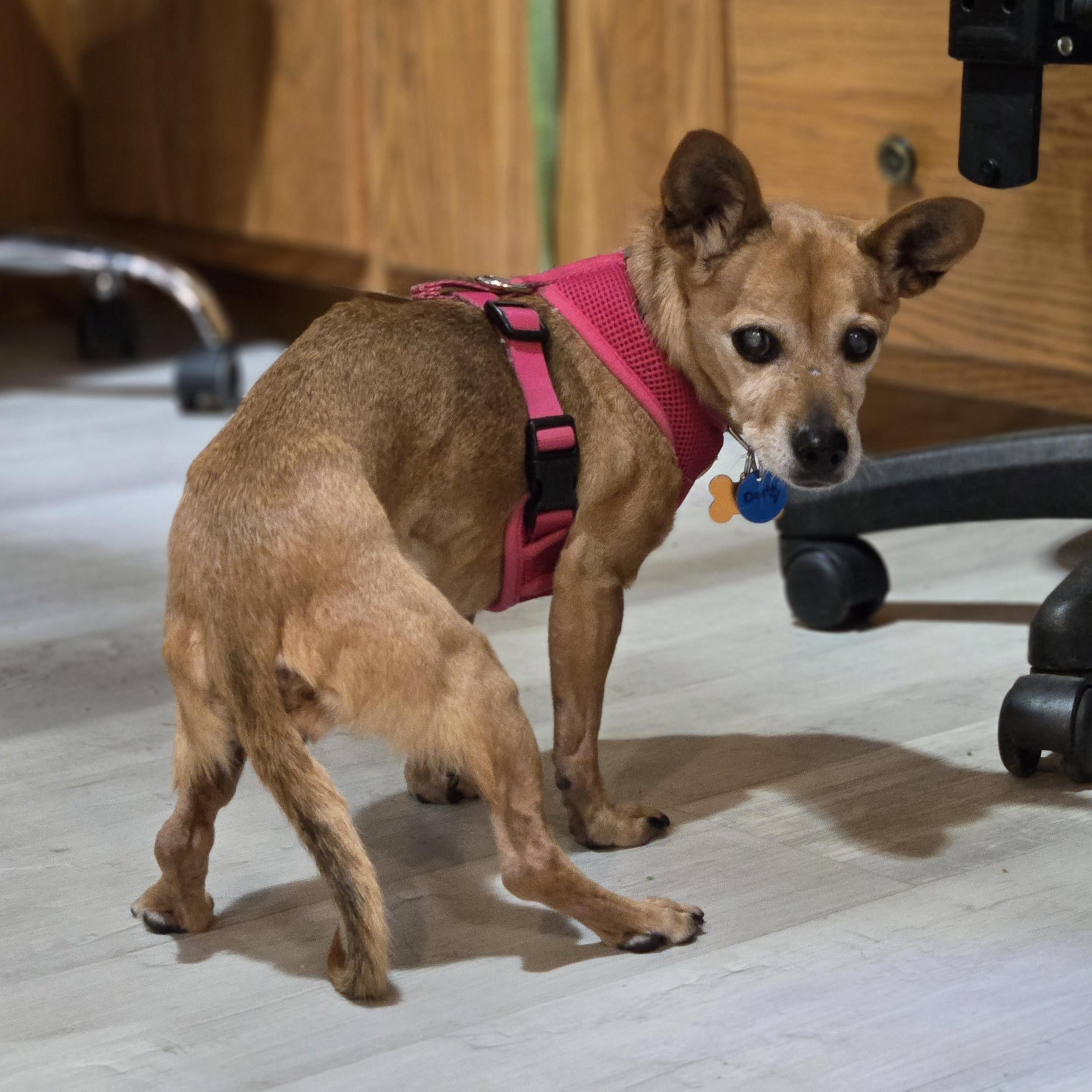 Enlarge Dorothy, a Adoptable mixed breed in Normal, IL image 3/6