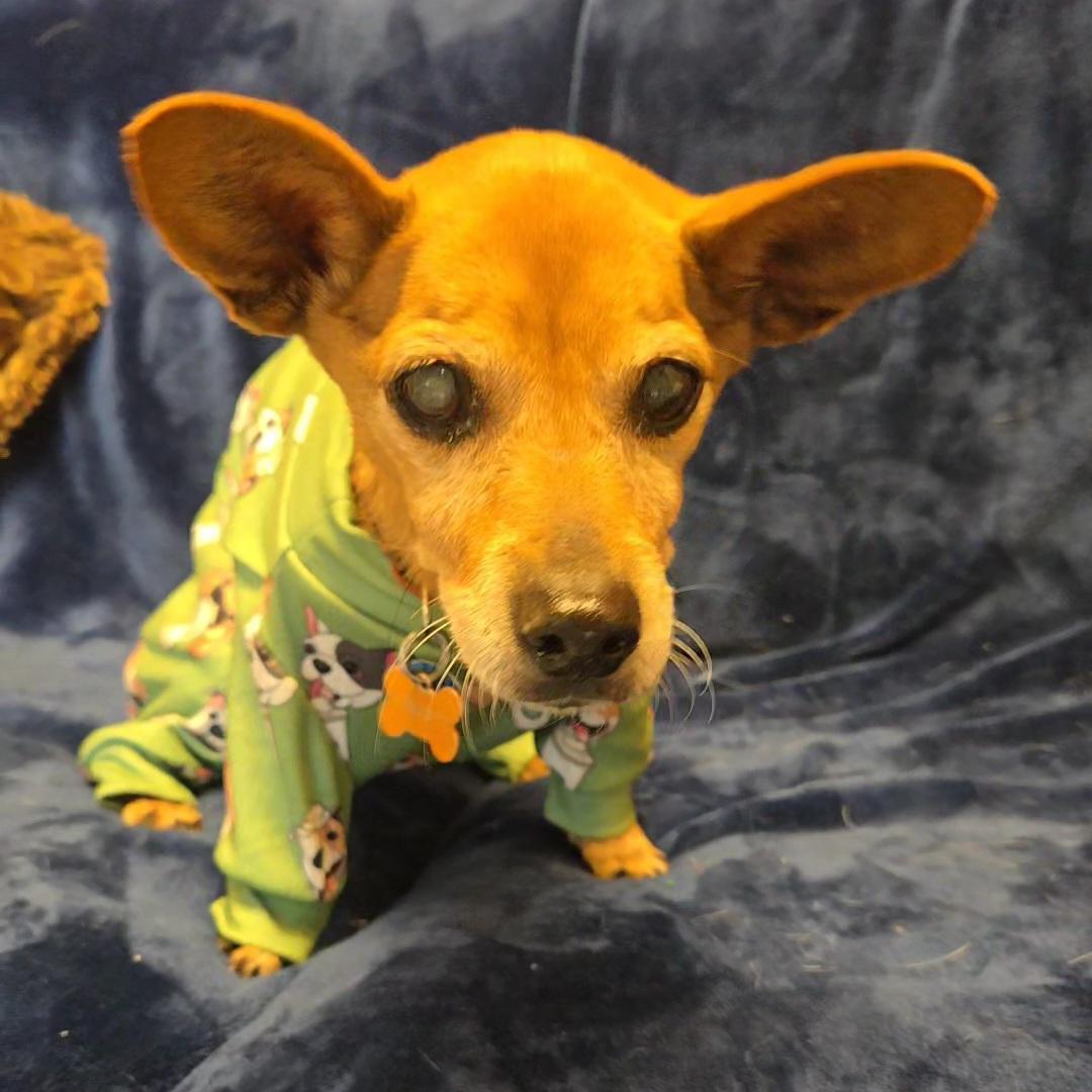 Dorothy, Adoptable, Senior Female Dachshund & Chihuahua.
