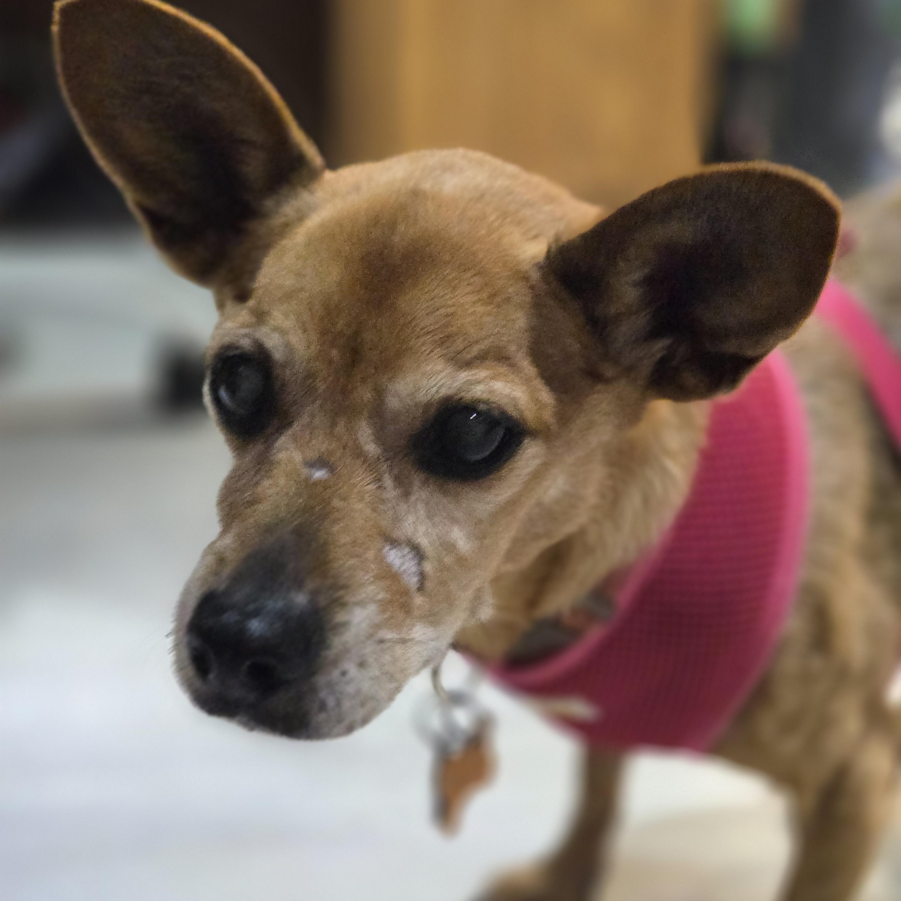 Enlarge Dorothy, a Adoptable mixed breed in Normal, IL image 4/6