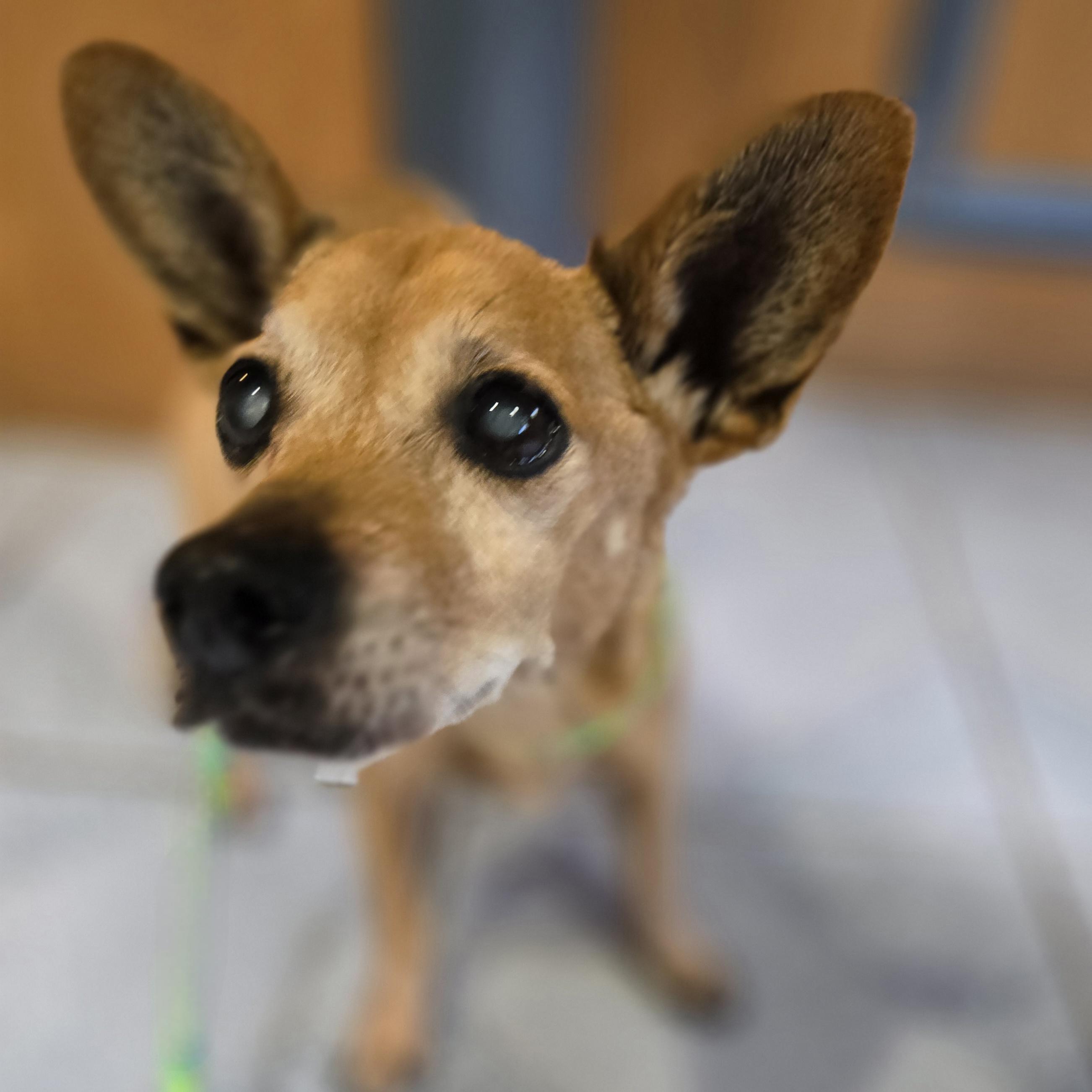 Dorothy, a Adoptable mixed breed in Normal, IL image 4/4