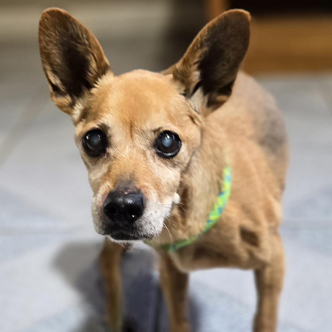 Dorothy, Adoptable, Senior Female Dachshund & Chihuahua.