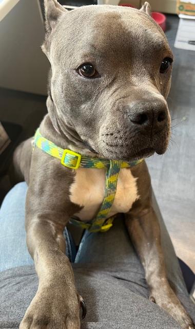 Ruthie, a Adoptable mixed breed in Ferrisburgh, VT image 3/6